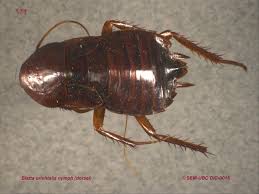 Attēlu rezultāti vaicājumam “Blattoptera”