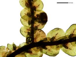 Attēlu rezultāti vaicājumam “Frullania tamarisci”