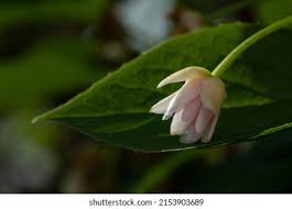 Attēlu rezultāti vaicājumam “Schisandra chinensis flower”