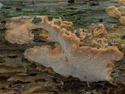 Attēlu rezultāti vaicājumam “Rigidoporus crocatus”