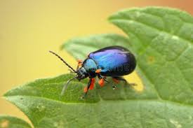 Attēlu rezultāti vaicājumam “Agelastica alni”