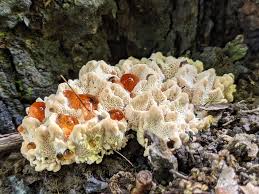 Attēlu rezultāti vaicājumam “Abortiporus biennis”