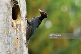 Attēlu rezultāti vaicājumam “Dryocopus martius nest”