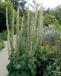 Image result for Verbascum nigrum