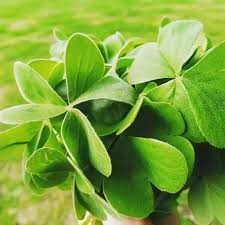 Attēlu rezultāti vaicājumam “Rumex acetosa leaf”