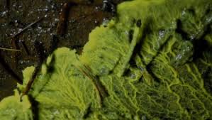 Attēlu rezultāti vaicājumam “Leocarpus fragilis spores”