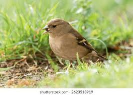 Attēlu rezultāti vaicājumam “Fringilla coelebs female”