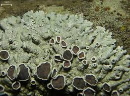 Attēlu rezultāti vaicājumam “Physarum licheniforme”