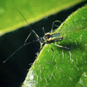 Attēlu rezultāti vaicājumam “Aphididae”