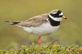 Attēlu rezultāti vaicājumam “Charadrius hiaticula adult”
