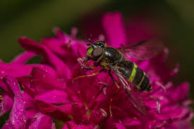Attēlu rezultāti vaicājumam “Dasysyrphus tricinctus”