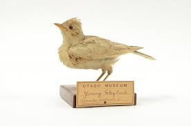 Image result for Alauda arvensis