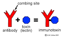 <b>Immunotoxin</b>: Antibody-Toxin