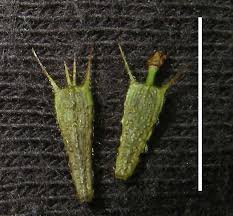 Attēlu rezultāti vaicājumam “Bidens tripartita fruit”