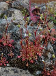 Attēlu rezultāti vaicājumam “Saxifraga tridactylites”