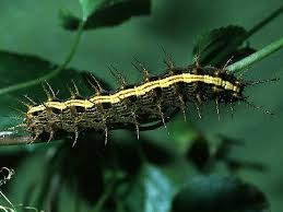 Attēlu rezultāti vaicājumam “Argynnis paphia larva”
