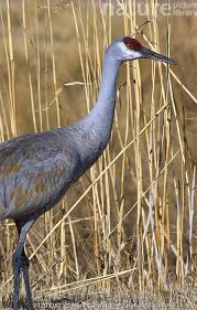 Image result for Grus canadensis