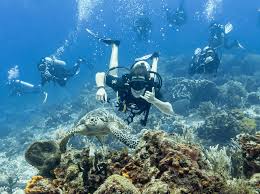 Resultado de imagen para cozumel dive