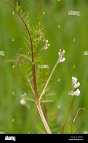 Attēlu rezultāti vaicājumam “Vicia hirsuta leaf”