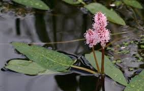 Attēlu rezultāti vaicājumam “Polygonum amphibium flower”