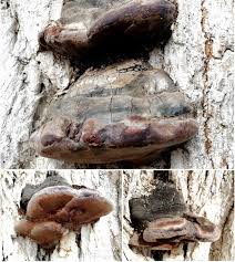 Attēlu rezultāti vaicājumam “Phellinus”