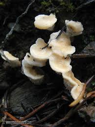 Attēlu rezultāti vaicājumam “Sistotrema confluens”