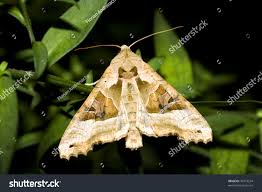 Attēlu rezultāti vaicājumam “Phlogophora meticulosa”