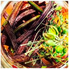 Attēlu rezultāti vaicājumam “Heracleum sphondylium subsp. sibiricum fruit”