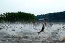 Detritus of Empire: Three Guys versus the Asian Carp