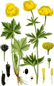 Attēlu rezultāti vaicājumam “Trollius europaeus bud”