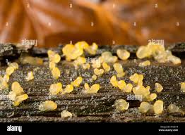 Attēlu rezultāti vaicājumam “Calocera pallidospathulata”