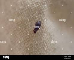 Attēlu rezultāti vaicājumam “Latridiidae”