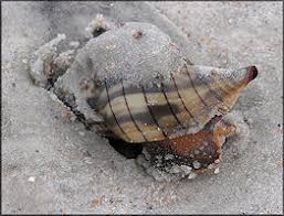 Image result for Cinctura hunteria