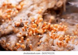 Attēlu rezultāti vaicājumam “Trichia sp.”