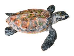 Image result for Eretmochelys imbricata