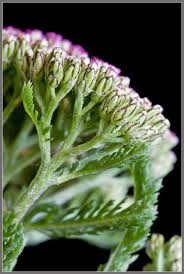 Attēlu rezultāti vaicājumam “Achillea millefolium bud”