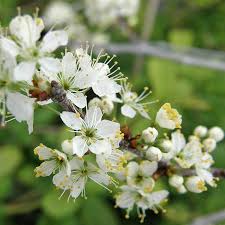 Attēlu rezultāti vaicājumam “Prunus spinosa”