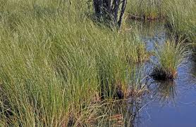 Attēlu rezultāti vaicājumam “Carex lasiocarpa male flower”