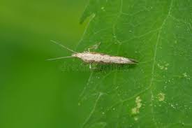 Attēlu rezultāti vaicājumam “Plutellidae”