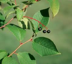 Attēlu rezultāti vaicājumam “Padus avium leaf”