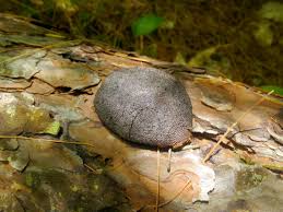 Attēlu rezultāti vaicājumam “Lindbladia tubulina spores”