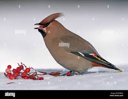 Attēlu rezultāti vaicājumam “Bombycilla garrulus adult”