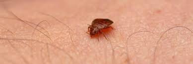 Image result for bed bugs