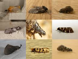 Attēlu rezultāti vaicājumam “Psychidae”