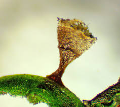 Attēlu rezultāti vaicājumam “Craterium leucocephalum macro”