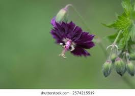 Attēlu rezultāti vaicājumam “Geranium bohemicum bud”