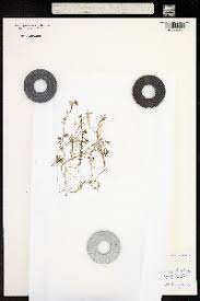 Attēlu rezultāti vaicājumam “Callitriche cophocarpa”