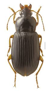 Attēlu rezultāti vaicājumam “Harpalus sp.”