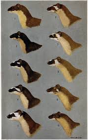 Attēlu rezultāti vaicājumam “Mustela nivalis adult”