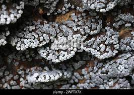 Attēlu rezultāti vaicājumam “Physarum leucophaeum macro”